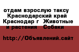 отдам взрослую таксу - Краснодарский край, Краснодар г. Животные и растения » Собаки   